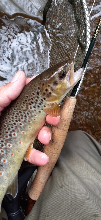 Cammarch trout - JA from Rhayader